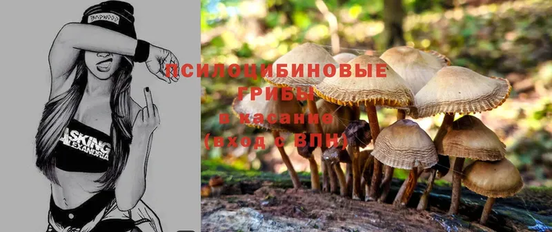 цена наркотик  Верещагино  Галлюциногенные грибы Cubensis 